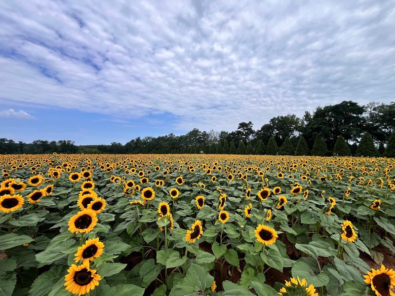 Flower Rows Made For Bouquets And Photos