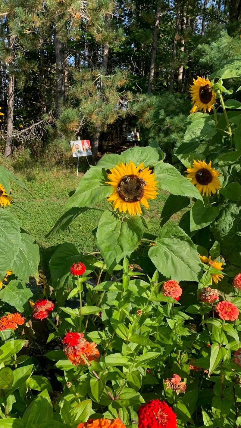 Local Wildlife Interactions Within Sunflower Fields