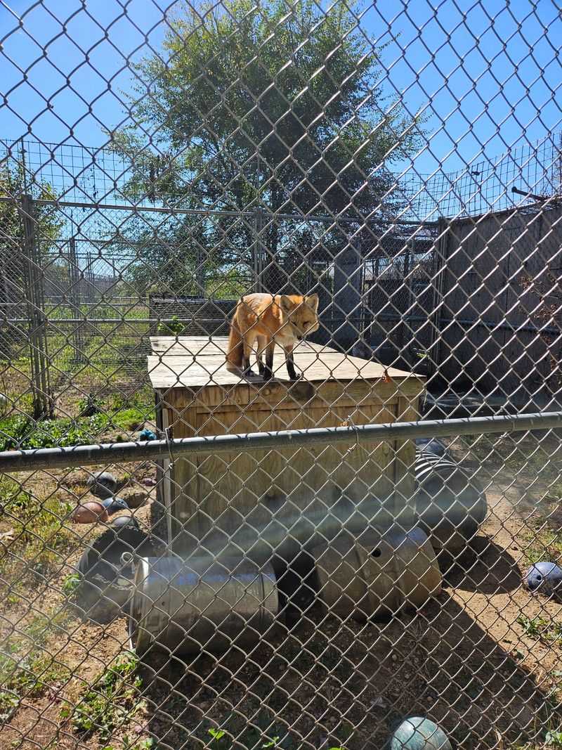 Wolves, Foxes, And The Wild Chorus