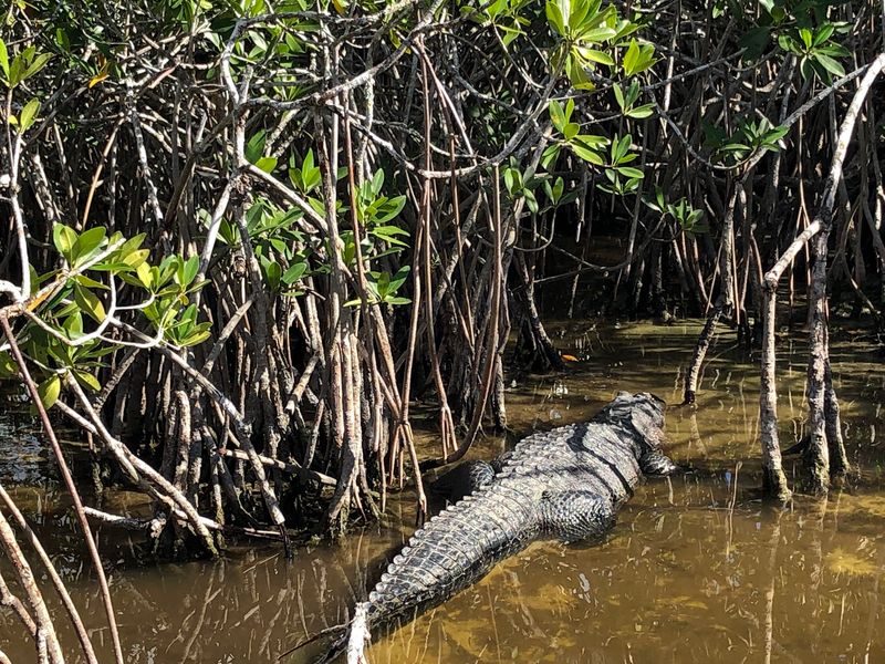 Everglades City Closes The Drive With Coastal Charm