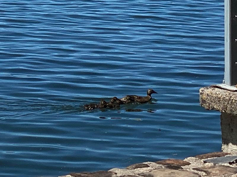 Hunting For Clear Lake Diamonds