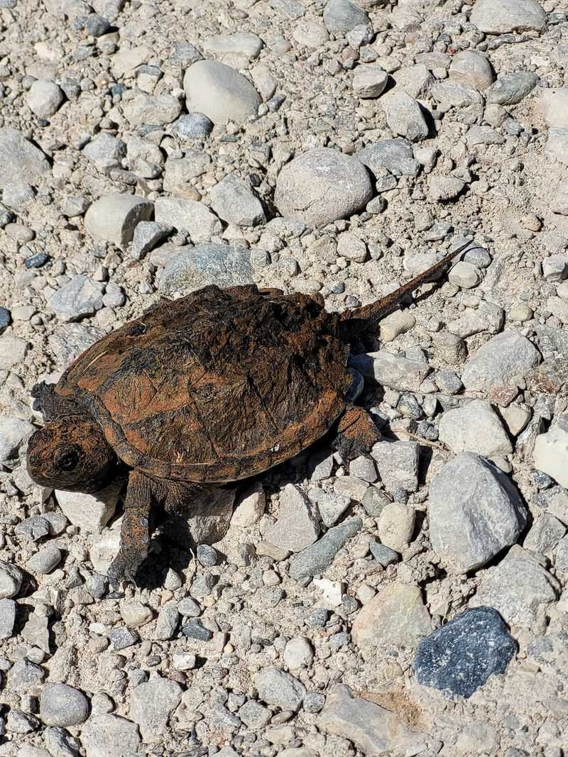 Turtles, Otters And Neighbors