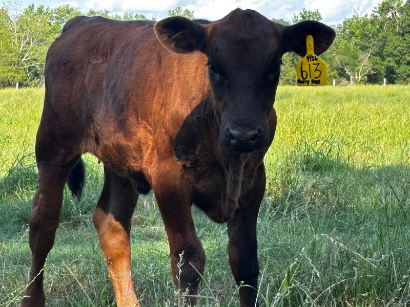 Brown Family Dairy, Oxford, MS
