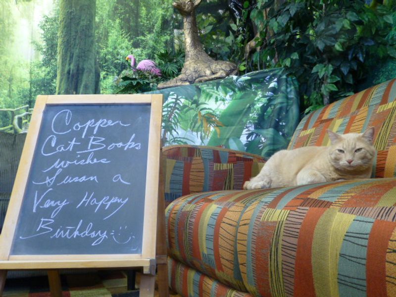 Events, Local Authors, And Live Music Nights