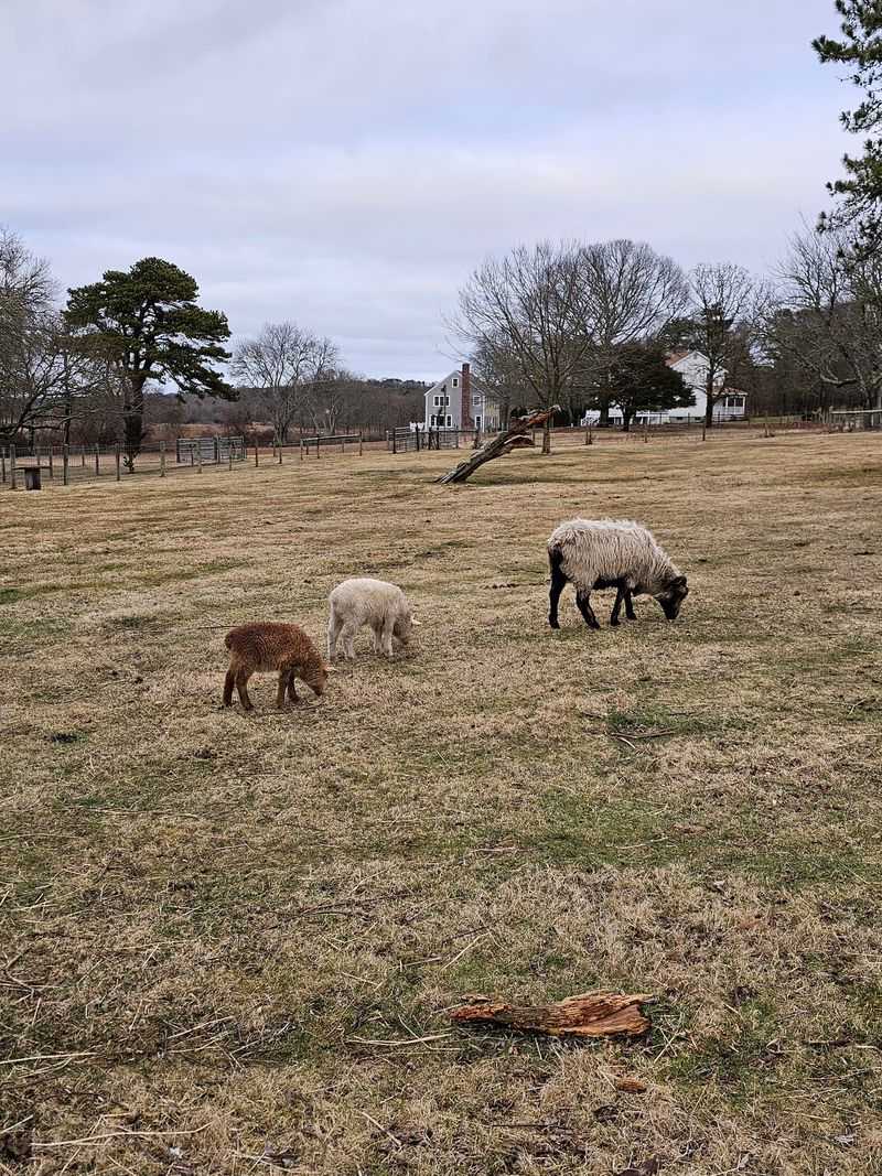 Donkeys, Goats And Cheeky Chickens