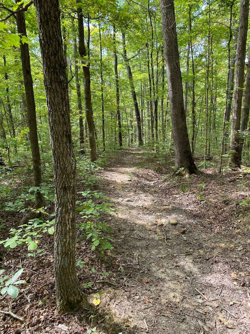 Forest Trails Minutes Away