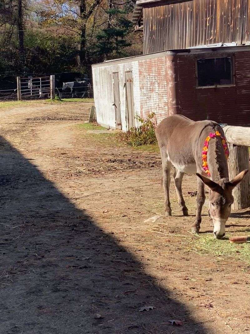 Barn Animals Steal The Show