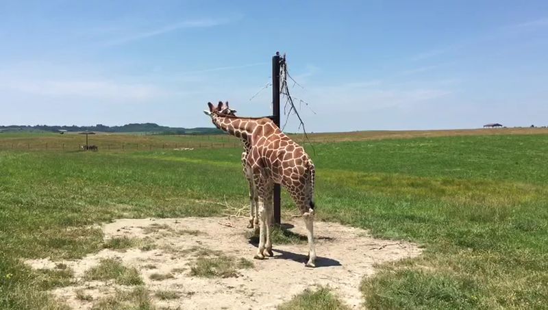 Why That Giraffe Encounter Stays With You