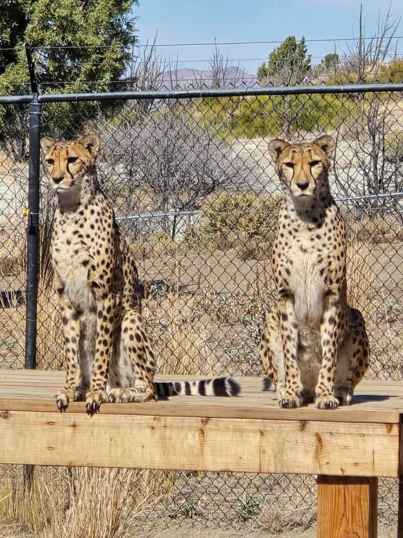 Cheetah Sprints And Wolf Howls