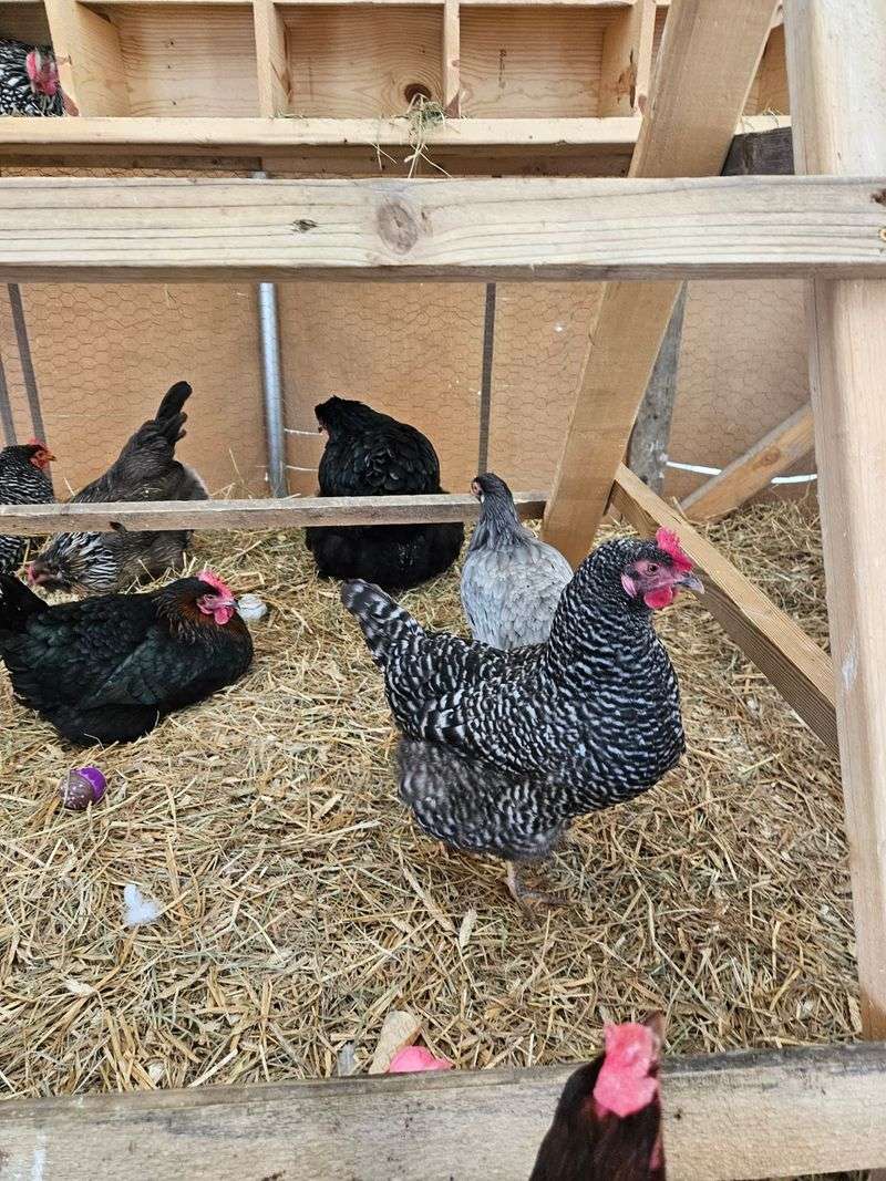 Goats, Chickens, And Other Small Celebrities