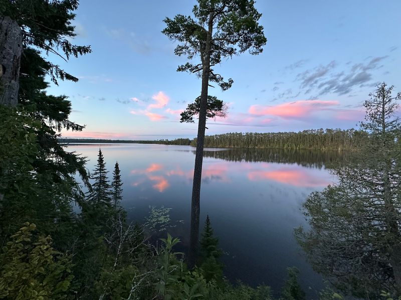 Flora And Fauna Unique To Northern Settings