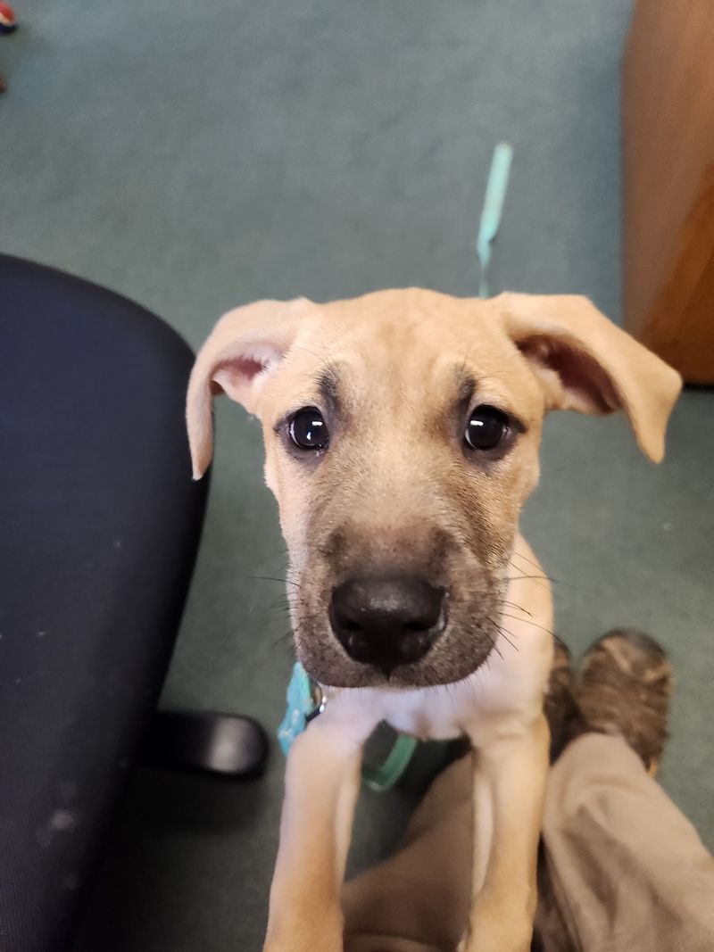 Second Chance Animal Services Adoption Center