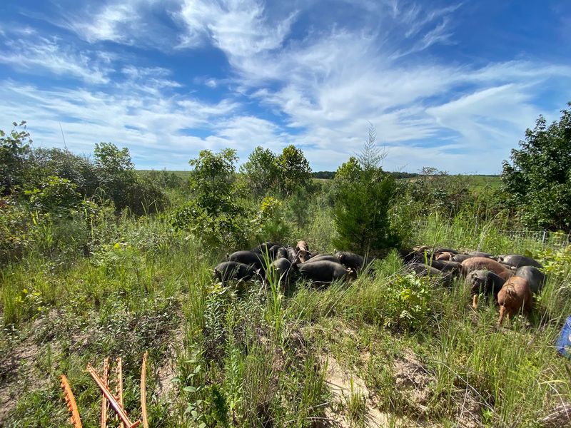 Etta Hills Farm, Etta, MS