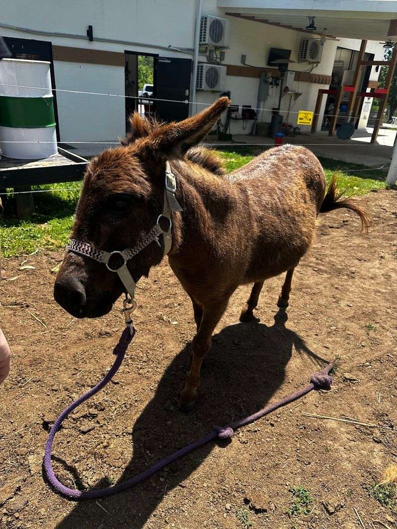 Highland Cows Are Not The Only Crowd Pleasers