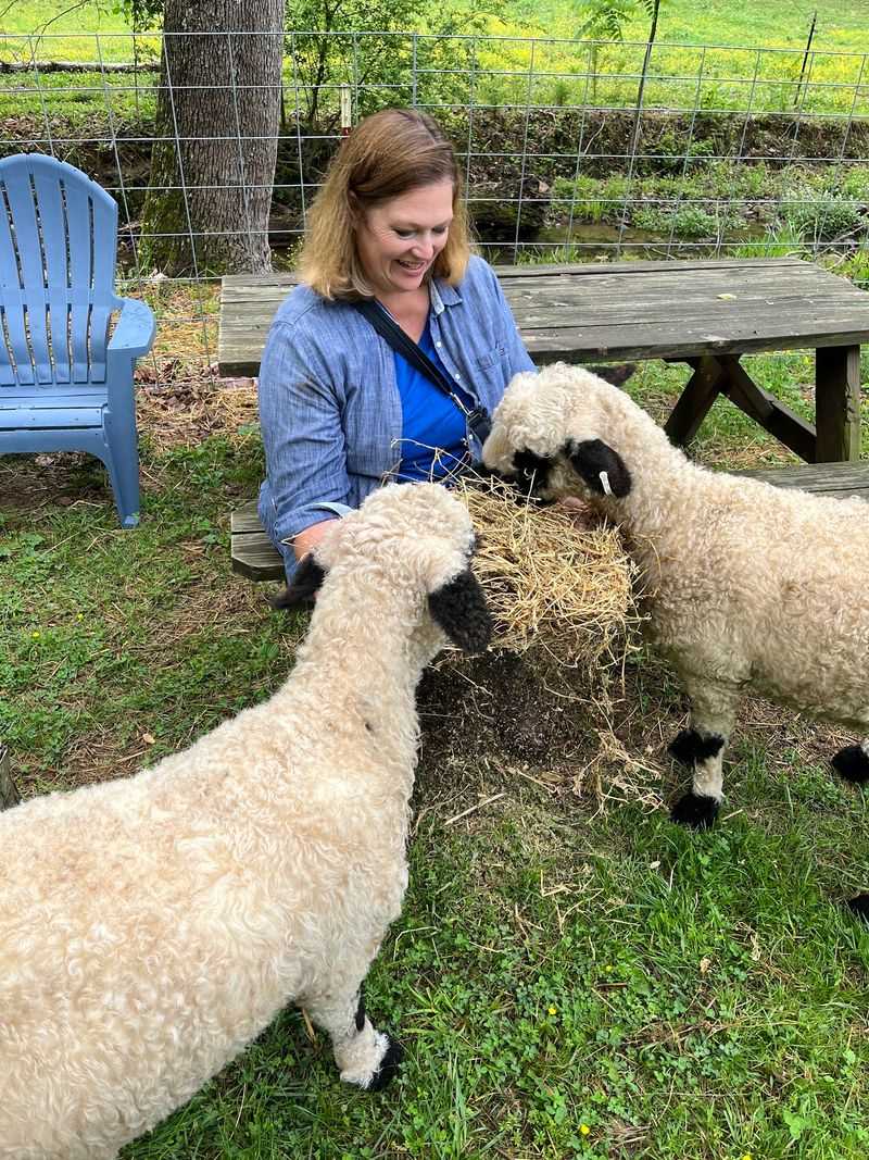 The Valais Blacknose Sheep Everybody Falls For