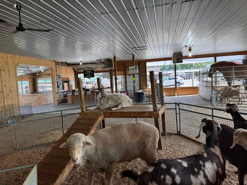 Barns Full Of Animals And Goats On The Roof