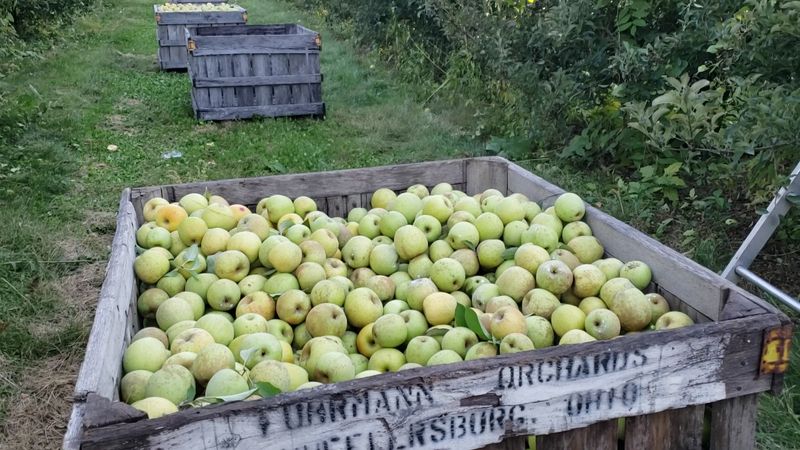 Fuhrmann Orchards, Wheelersburg