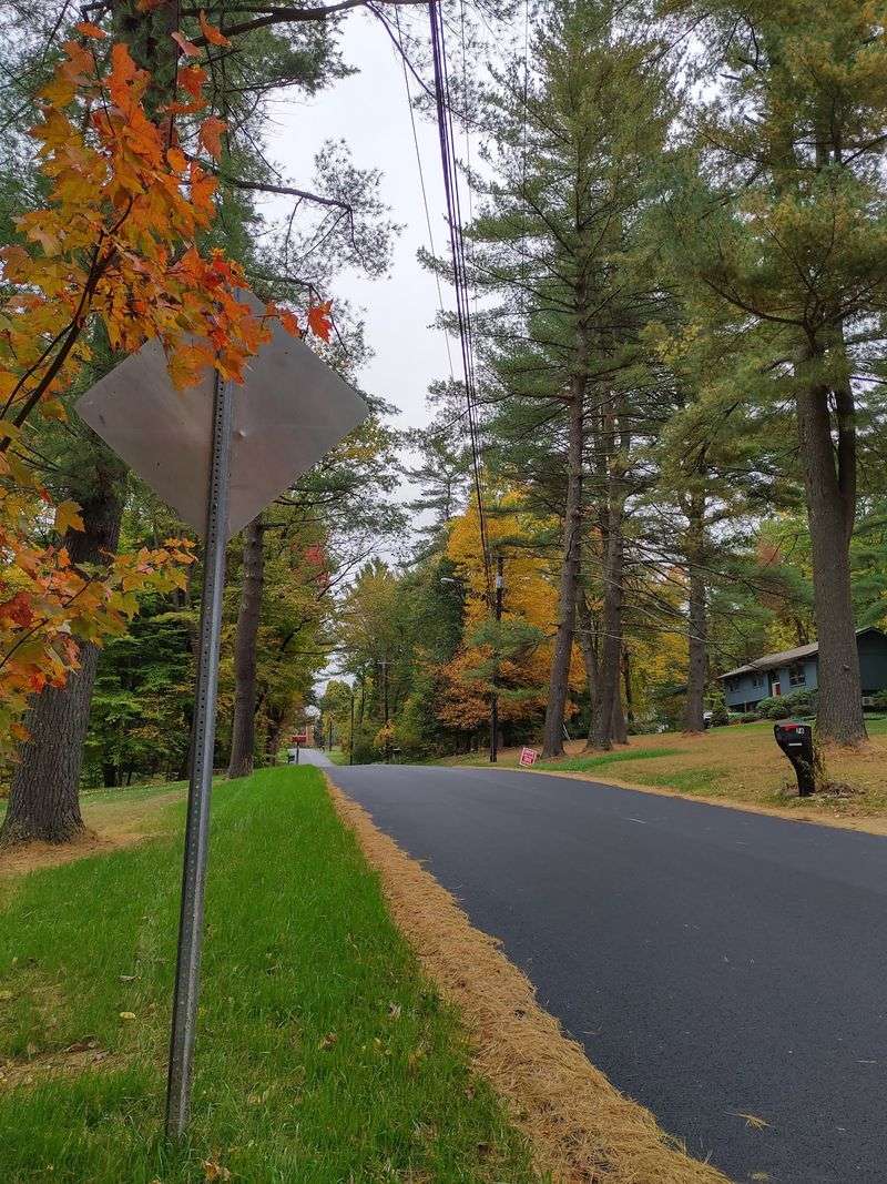 Slow Strolls Under Old Elms