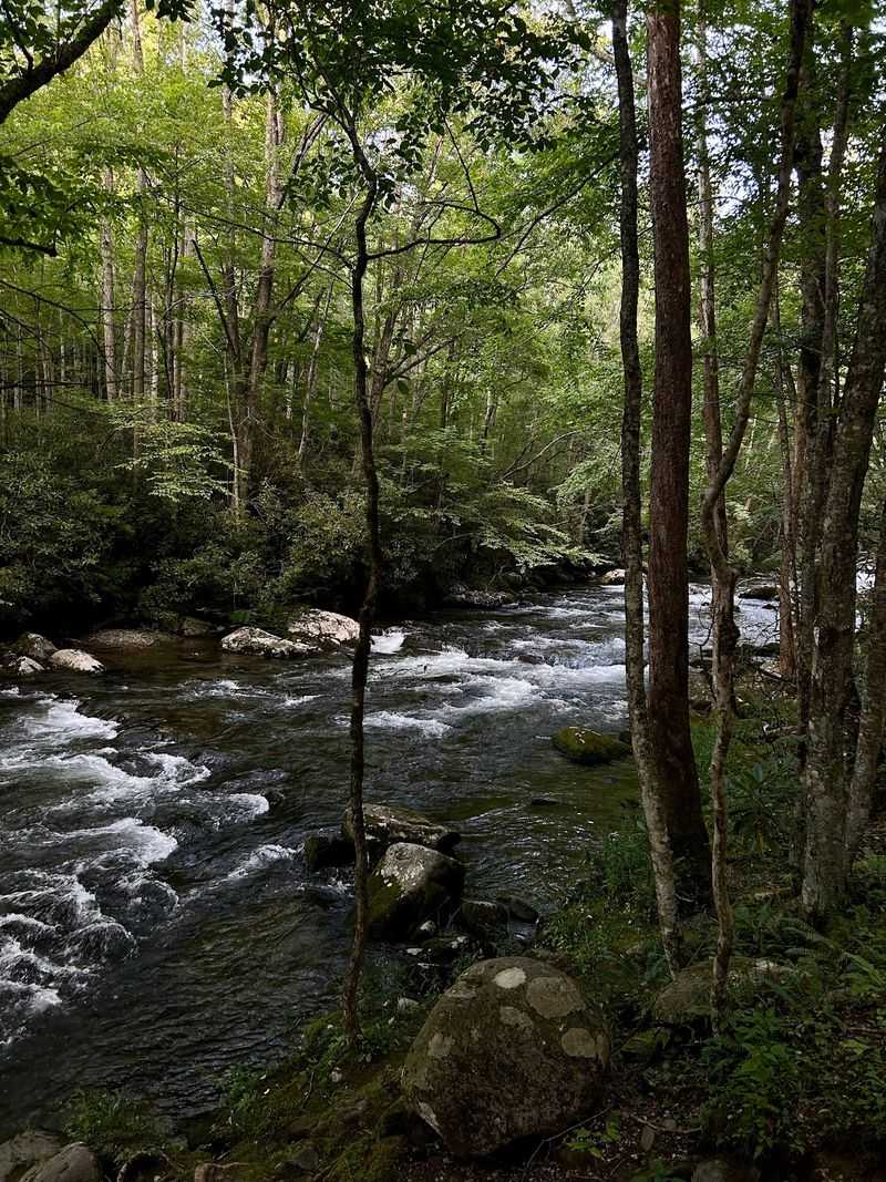 Trails And Fireflies Beyond The Cabins