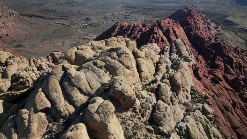 Dogs Need Extra Attention Around Desert Wildlife