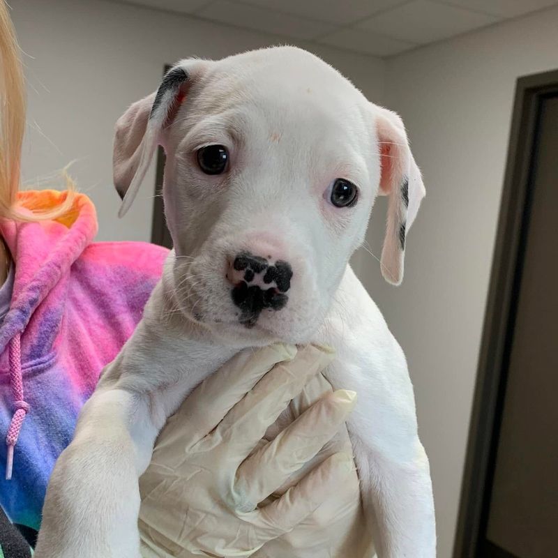 What Comes Home With An Adopted Pet