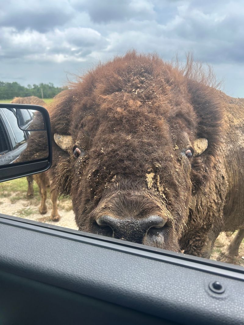 The Monster Bison Bus and Open-Air Trolley