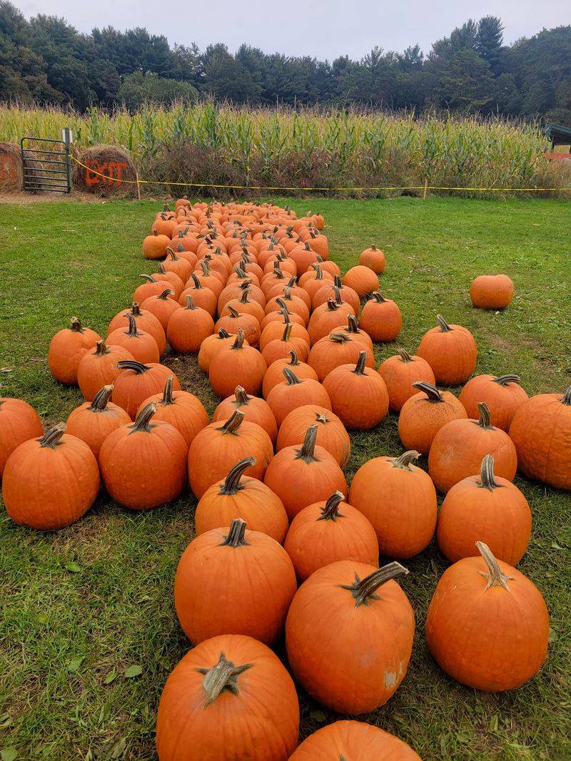 Krochmal Farms Annual Pumpkin Festival