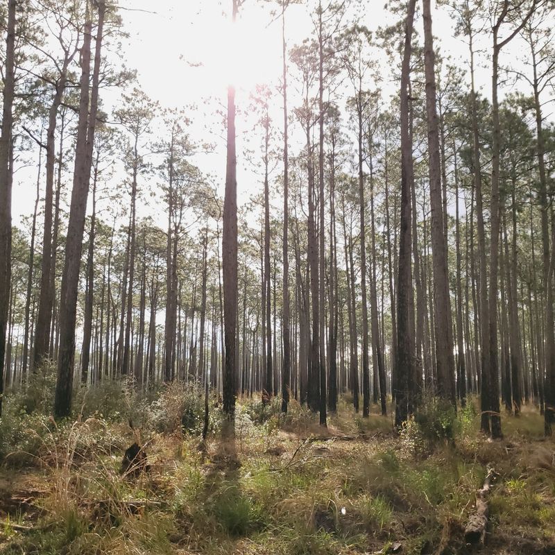 Oak Grove Birding Trail - Grand Bay National Wildlife Refuge