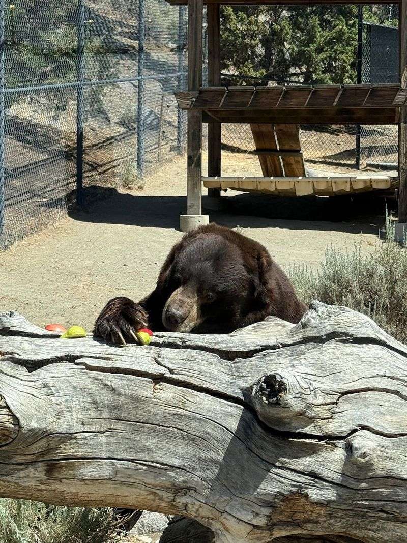 Black Bears, Porcupines, And Feeding Time Fun