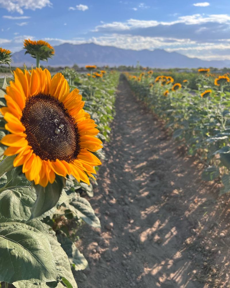 Sunflowers Before The Apples Arrive