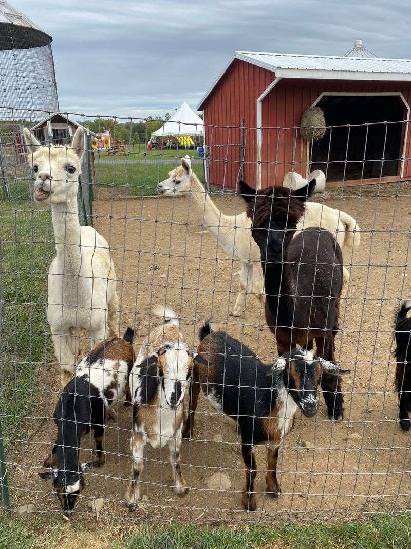 Furry And Feathered Farm Friends