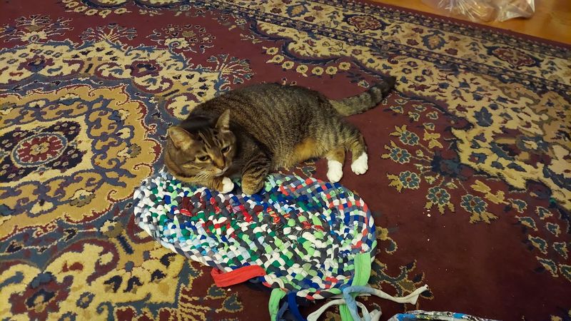 Napping Cats Among The Bolts
