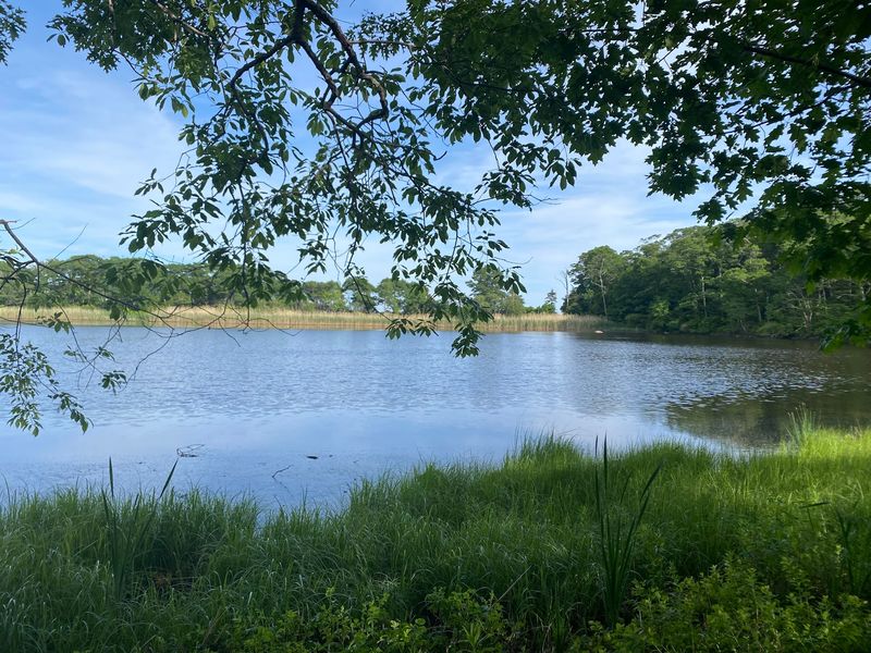 Clarke Pond And Its Feathered Regulars
