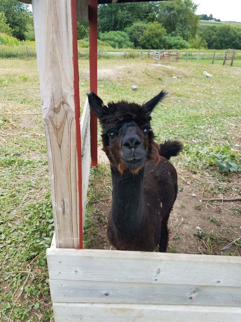 Meet The Farm Animals Kids Talk About For Weeks