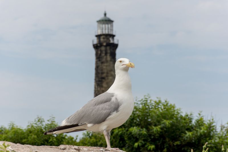 Birds, Seals, And 22 Protected Acres