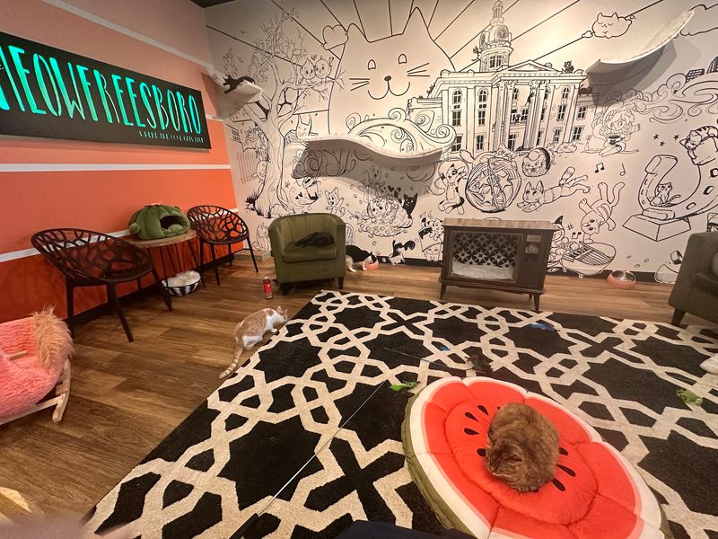 Wall Ledges, Cat Trees And A Room Built For Napping