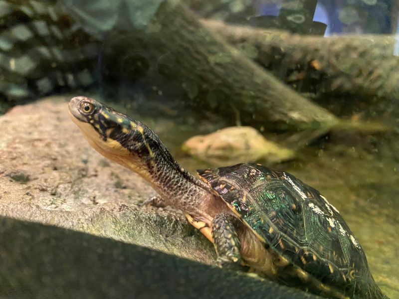 Turtles, Snakes, and Other Live Residents
