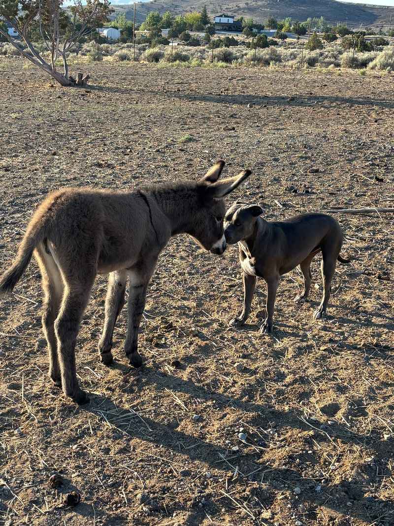 Meet The Horses, Donkeys, And Other Rescue Residents