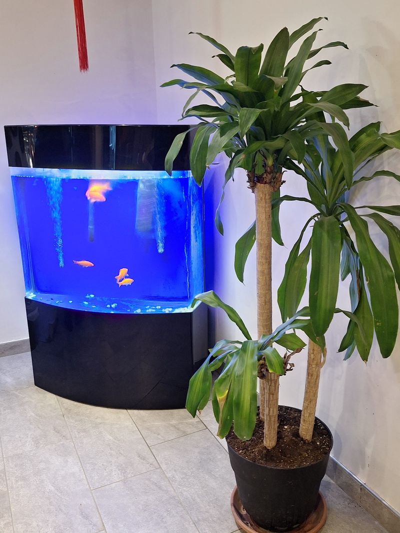 Sights And A Fish Tank