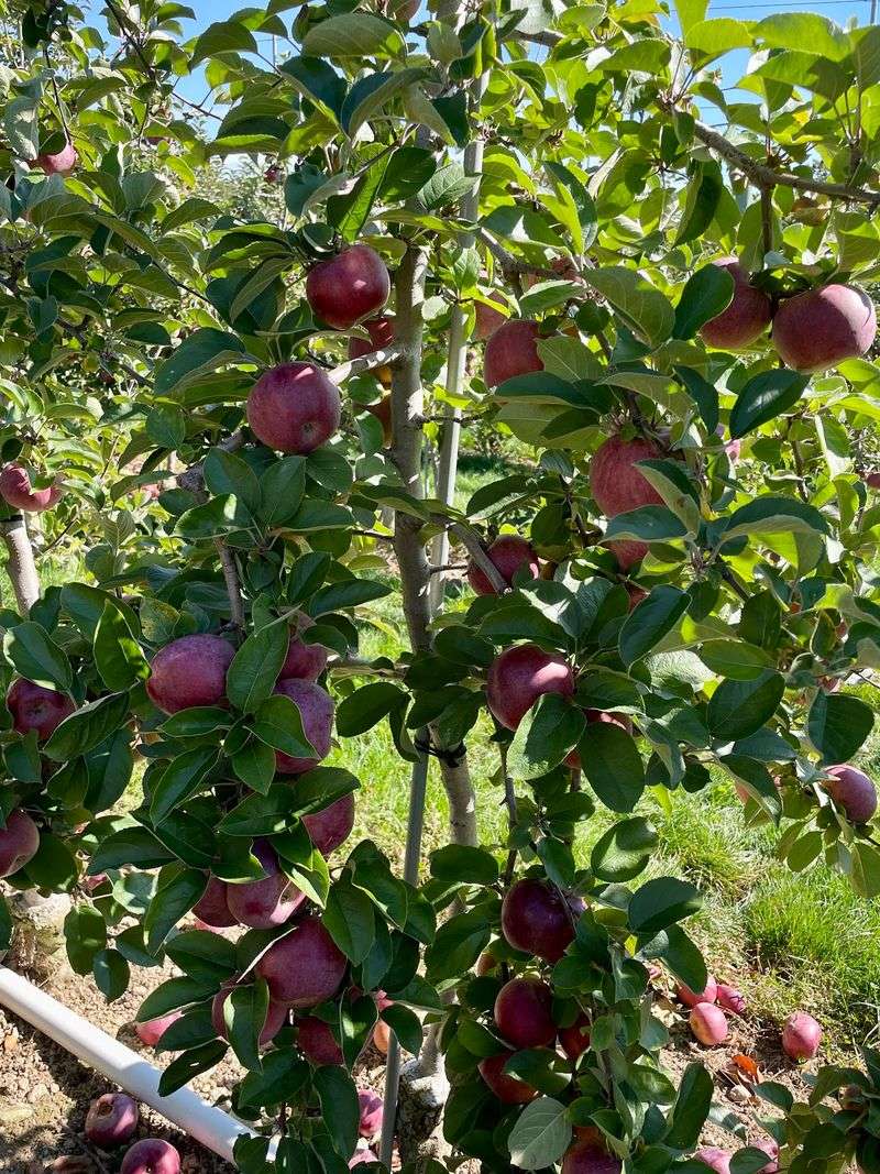 Honey Pot Hill Orchards