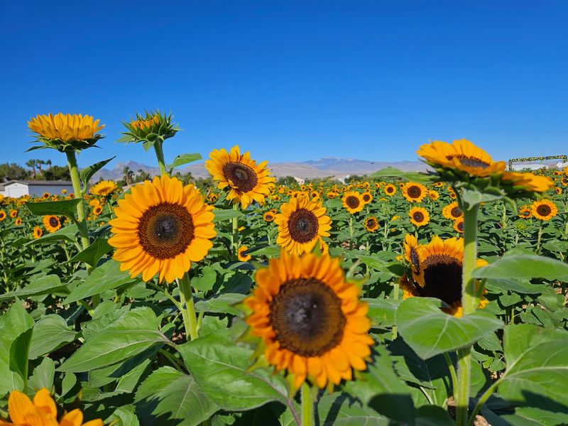 Gilcrease Orchard, Las Vegas