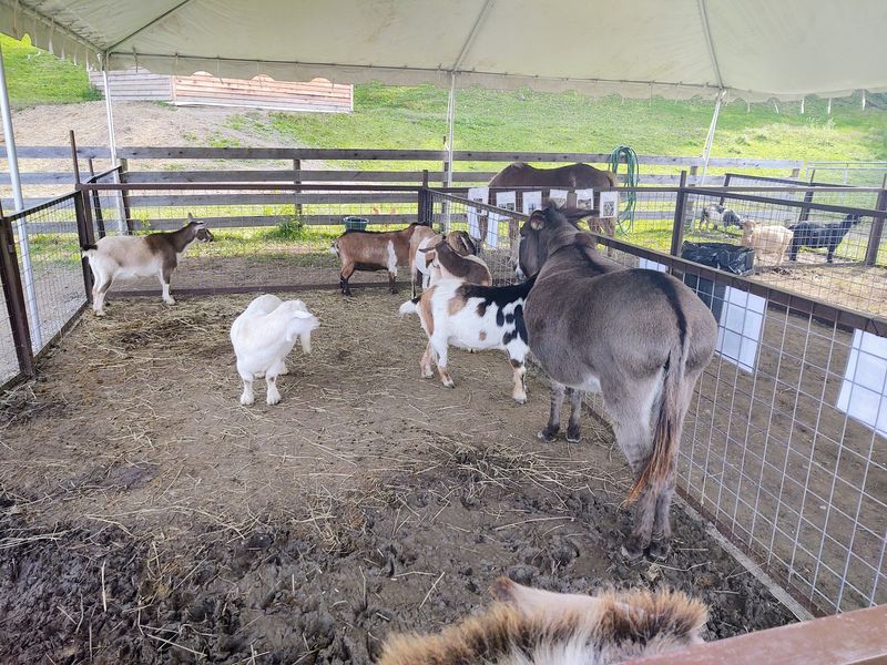 Barnyard Friends With Personality