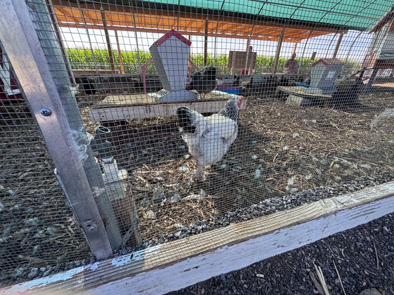 Chickens, Tortoises, And Sunflower Rows