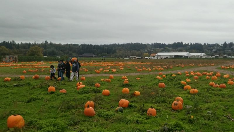 Hayride Rolling Past Golden Rows