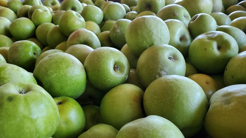 Timing Your Visit Around The Harvest