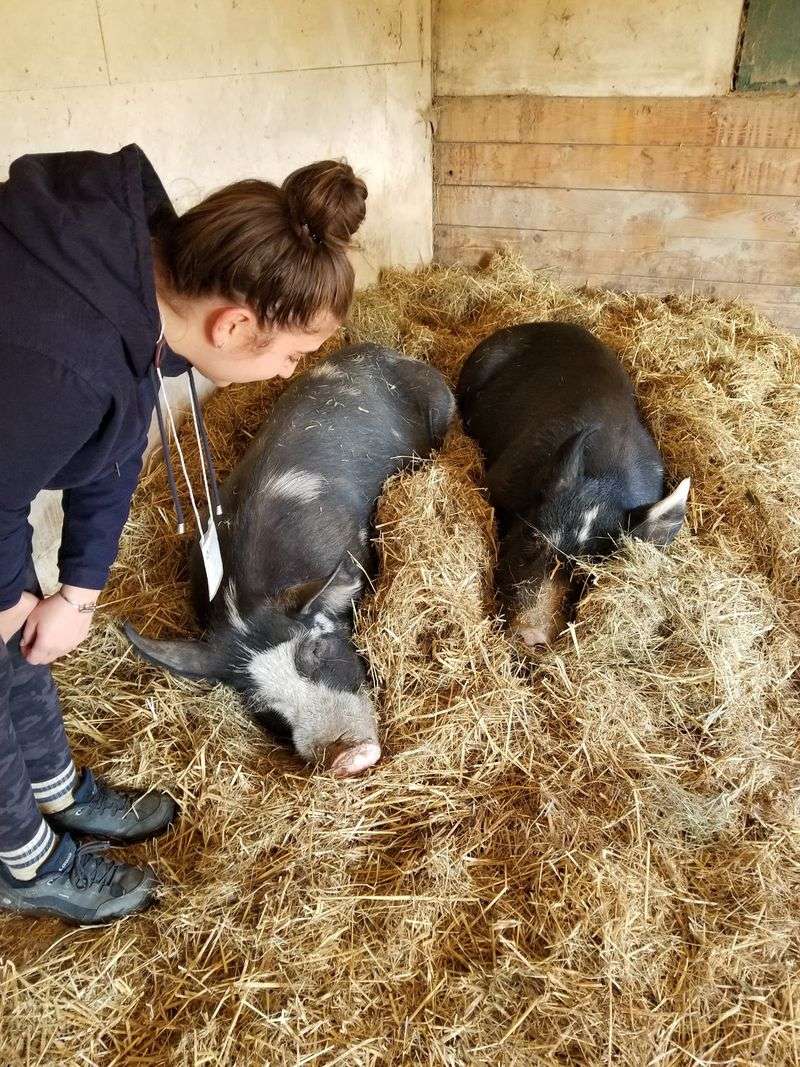 Pigs Who Flop For Belly Rubs