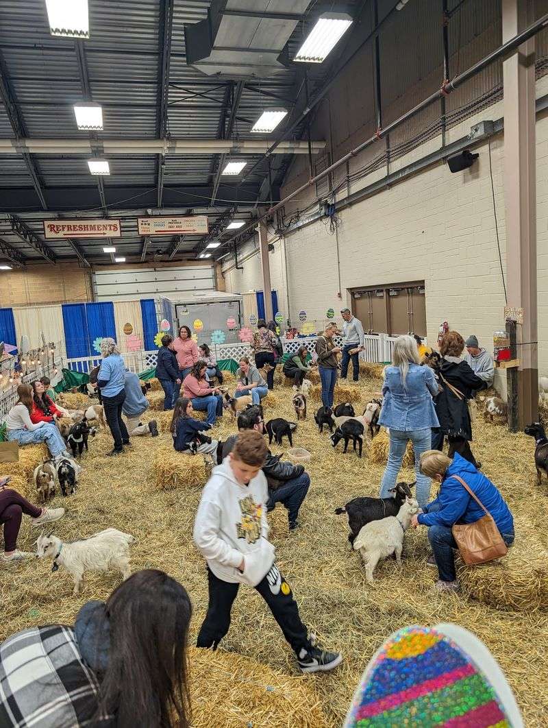 Petting Zoo And Farm Animal Experiences