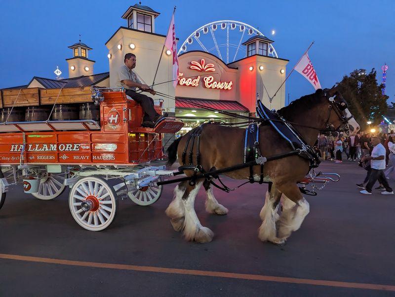 Barnyard Buddies, Clydesdales, And Splashing Sea Lions