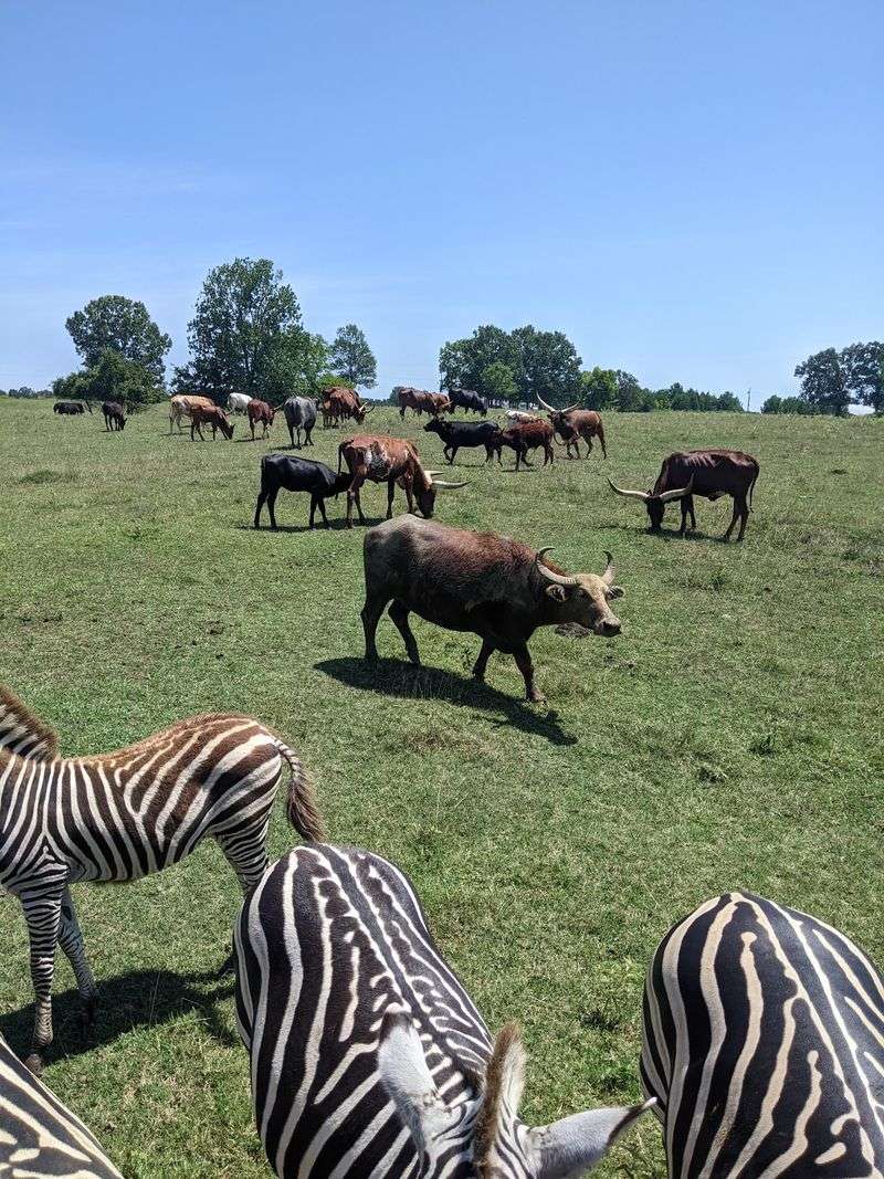 A Walk On The Wild Side