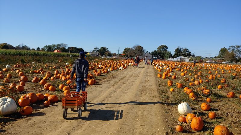 Harbes Family Farm - Mattituck, Mattituck, NY